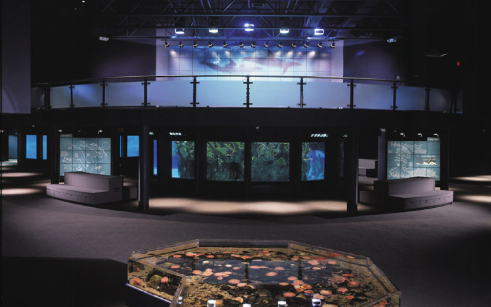Museum Display Installation Services | Mystic Aquarium | DisplayCraft