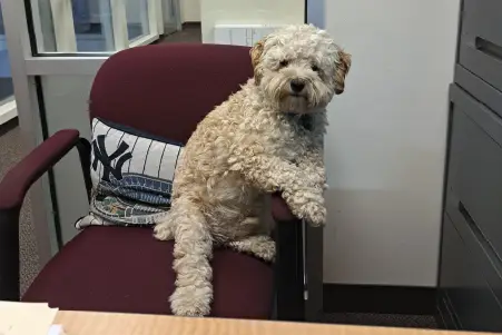 DisplayCraft Mascot, Comfort Dog, Guard Dog, Best Friend